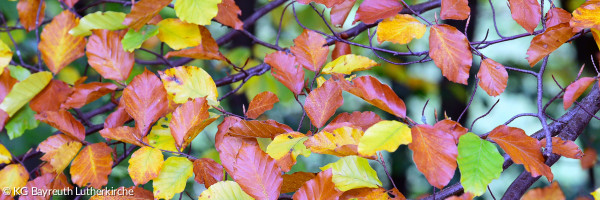 Herbstlaub